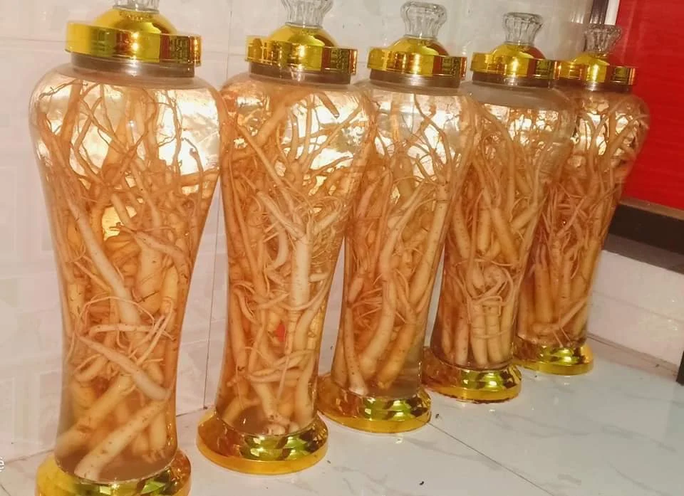 Ngâm rượu Sâm dây Ngọc Linh khô