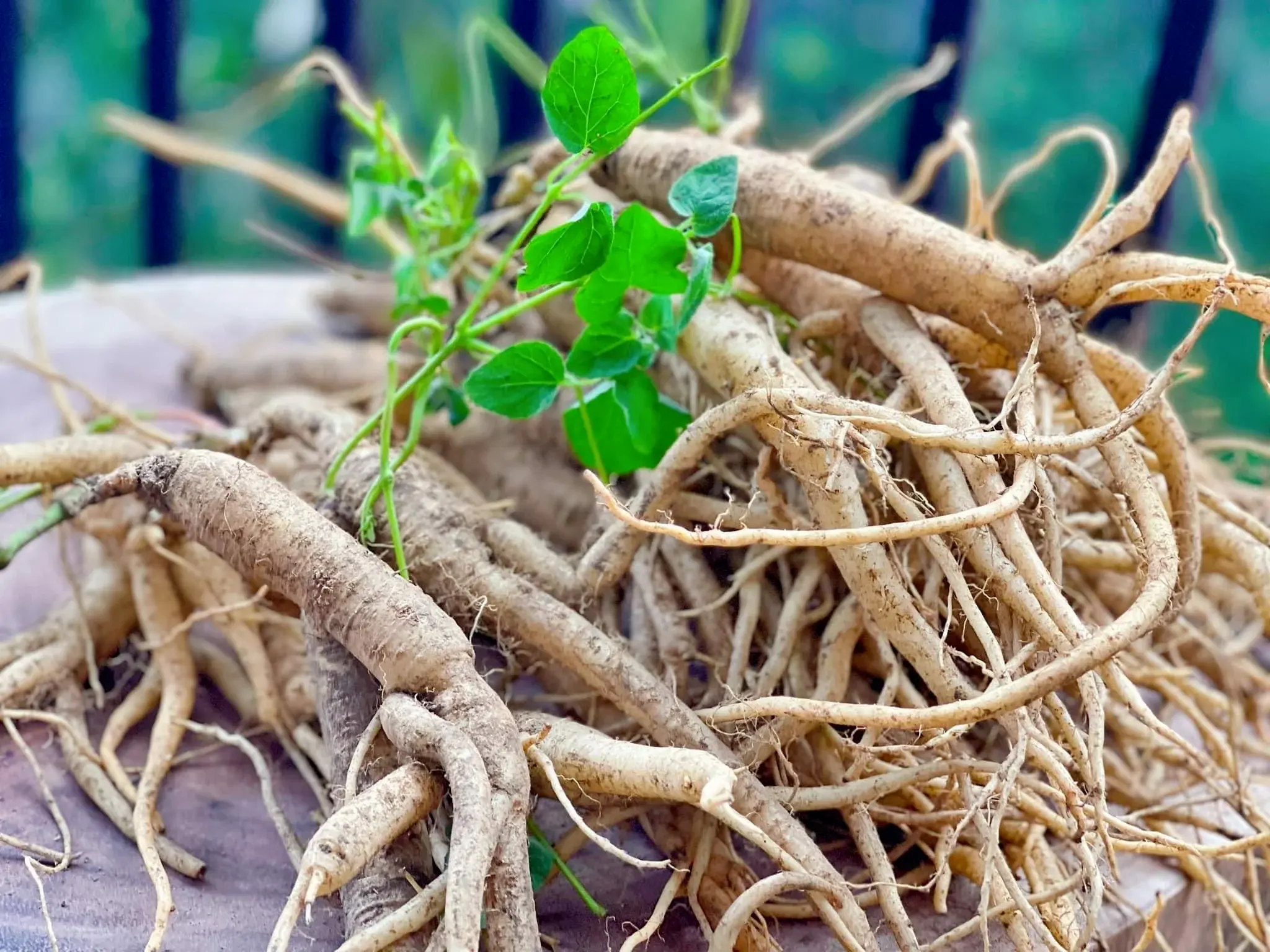 Phần rễ của cây Sâm dây Ngọc Linh