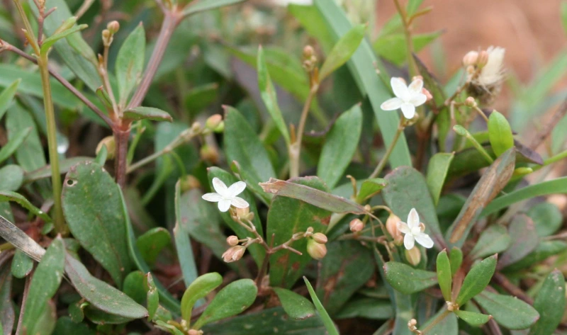 Rau đắng đất chữa viêm gan, giải độc cơ thể