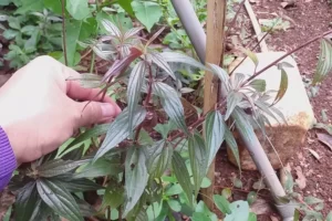 Tác hại của cây thuốc dòi là gì? Lưu ý khi sử dụng