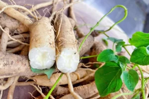 Sâm dây ngọc linh là gì? Tác dụng của sâm dây ngọc linh