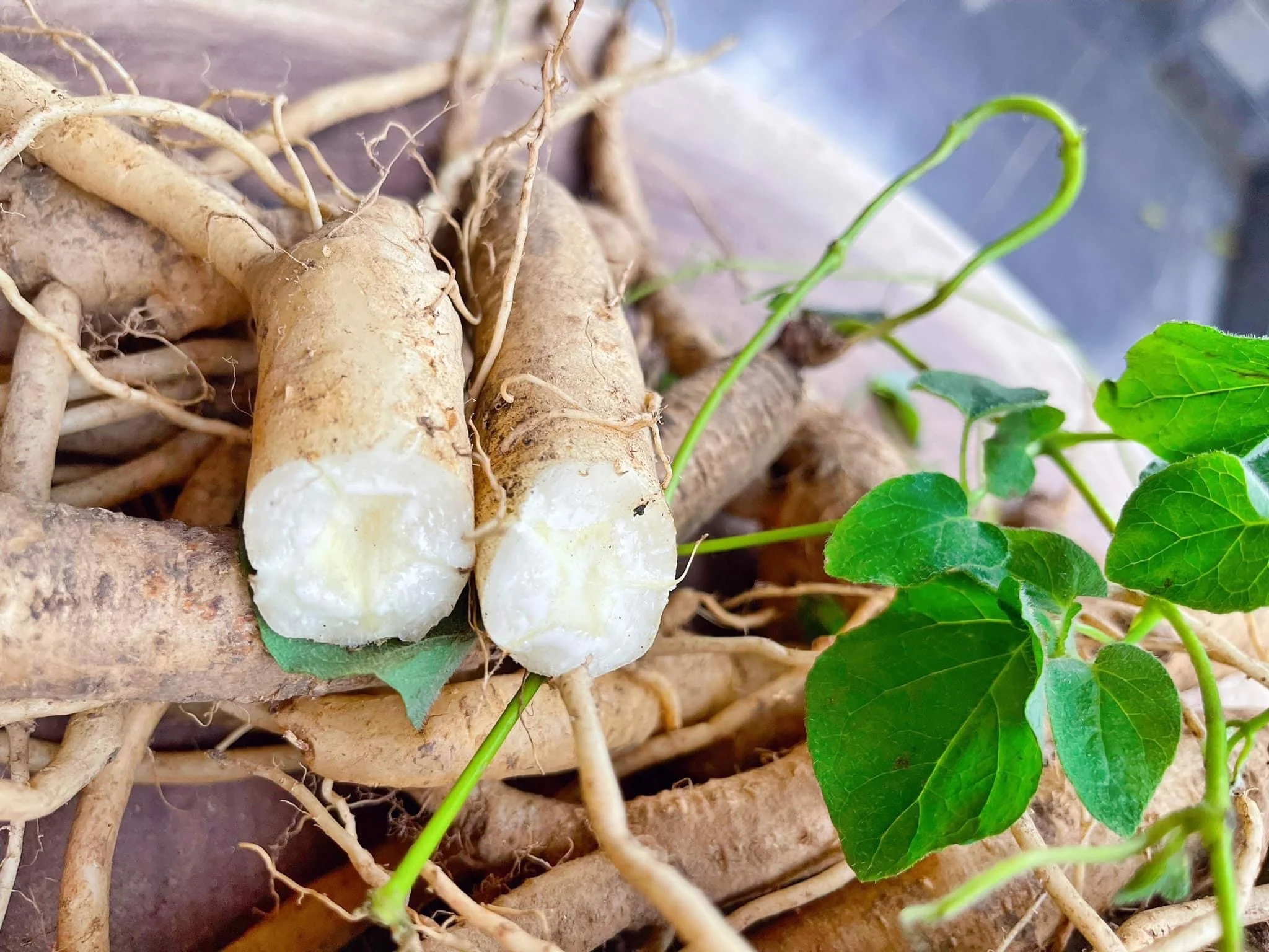 Tổng quan về sâm dây ngọc linh