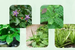 TOP 15+ Cây thuốc nam chữa bệnh gan tốt nhất tại nhà