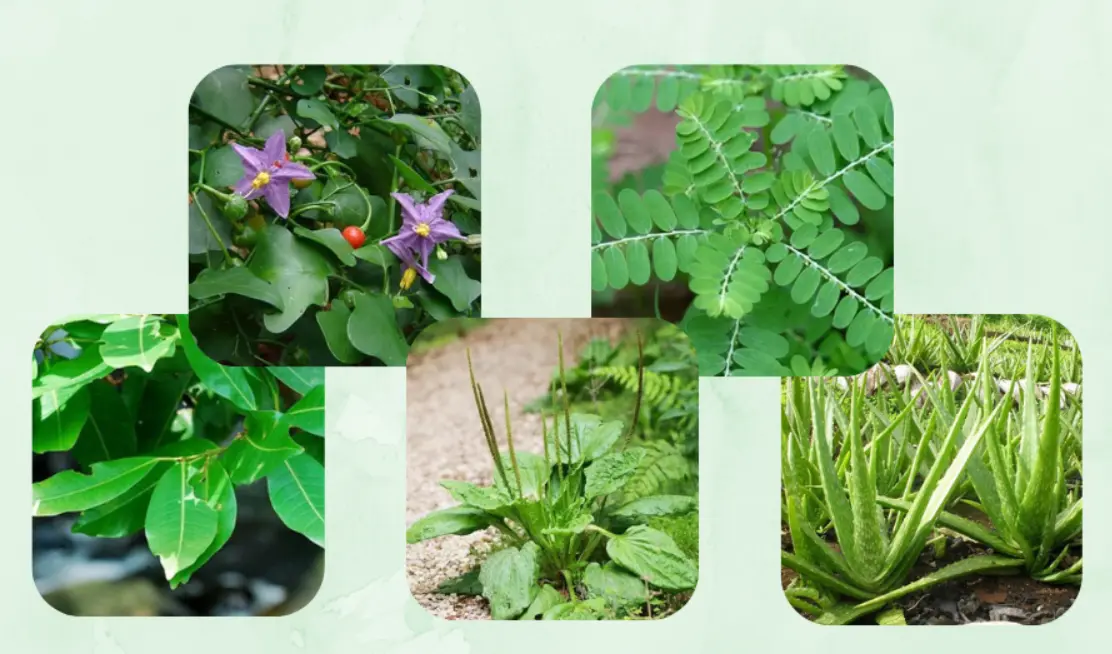 Cây thuốc nam chữa bệnh gan tốt nhất