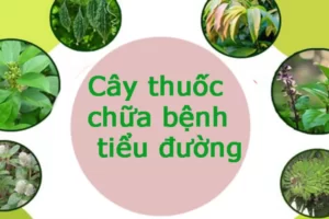 Những cây thuốc nam chữa bệnh tiểu đường có tốt không?