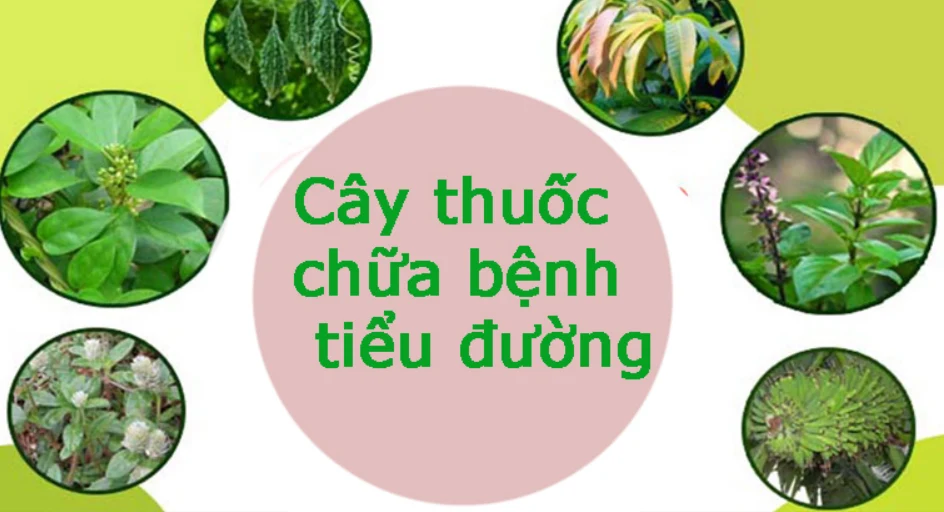 Cây thuốc nam chữa bệnh tiểu đường