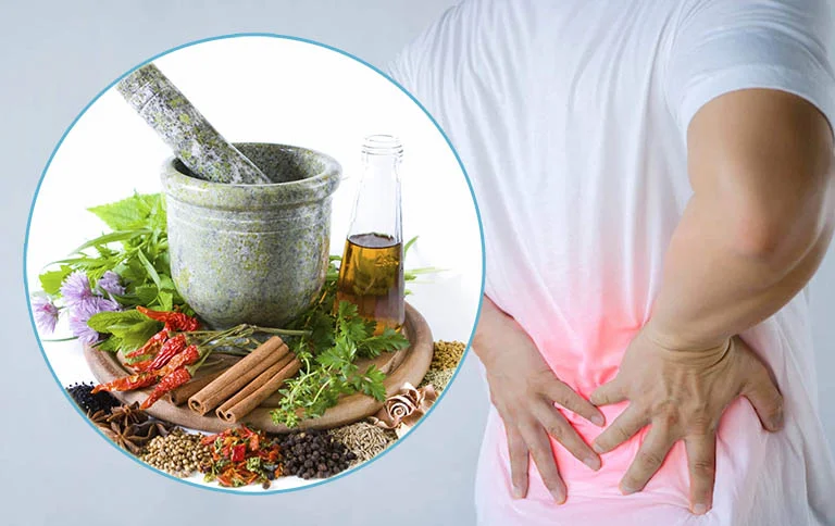 Cây thuốc nam chữa đau lưng