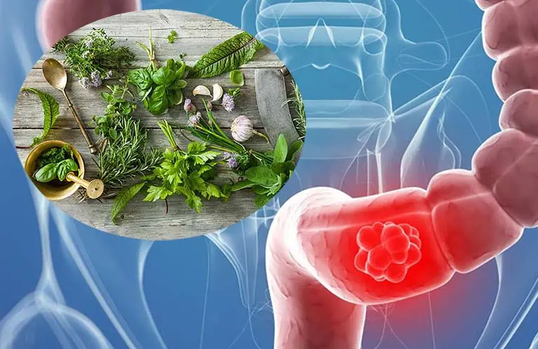Cây thuốc nam chữa viêm đại tràng