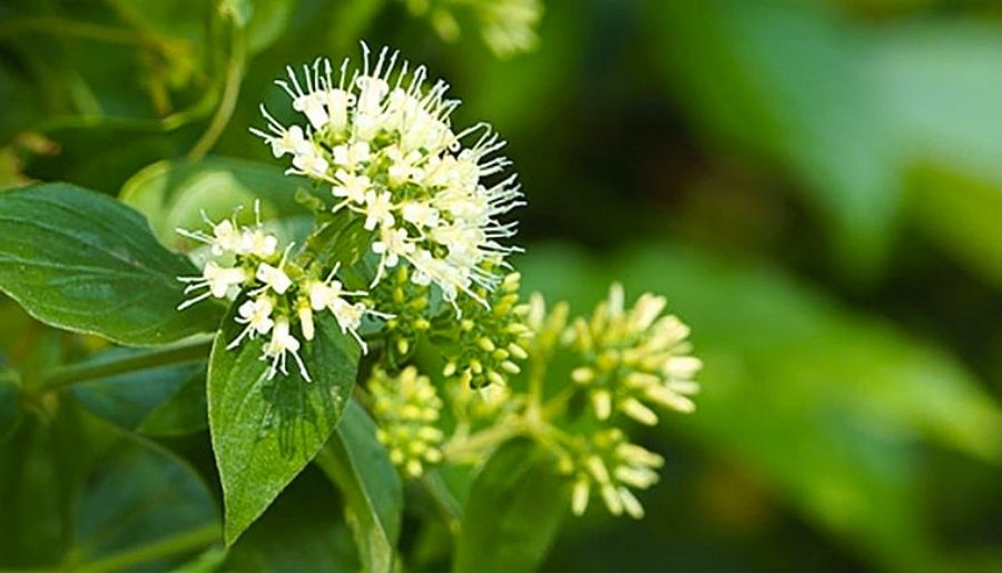 Cây thuốc chữa dạ dày cho mọi người