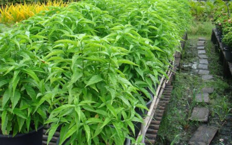 Cây thuốc chữa dạ dày hoàng ngọc ân