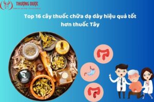 Top 16 cây thuốc chữa dạ dày hiệu quả tốt hơn thuốc Tây