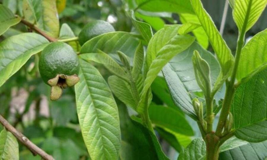 Cây thuốc chữa dạ dày bằng búp ổi