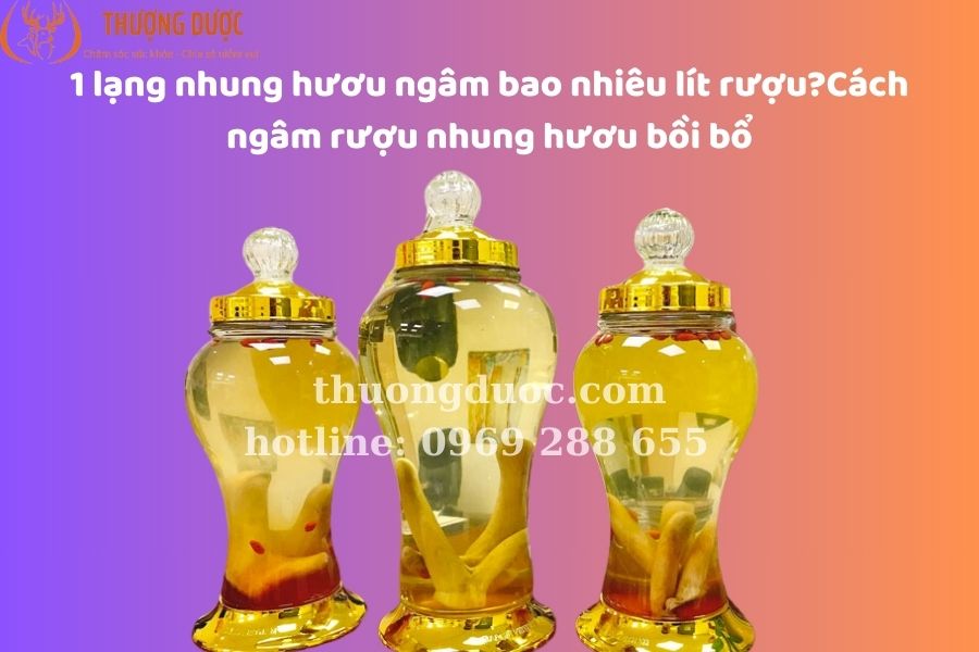 1 lạng nhung hươu ngâm bao nhiêu lít rượu, cách ngâm rượu nhung hươu
