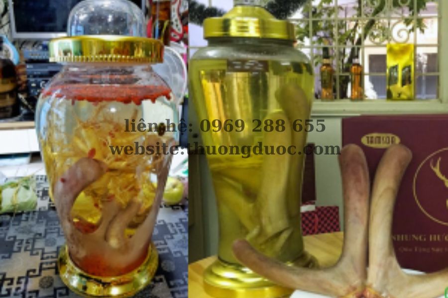 Giá bán nhung hươu tươi phải chăng nhất hiện nay Giá bán nhung hươu tươi phải chăng nhất