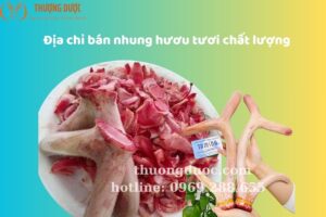 Địa Chỉ Bán Nhung Hươu Tươi Chất Lượng, Hiệu Quả Vượt Trội