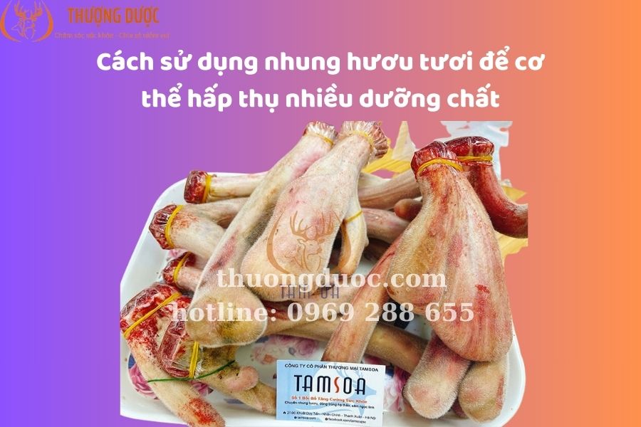 Cách sử dụng nhung hươu tươi để cơ thể hấp thụ nhiều dưỡng chất