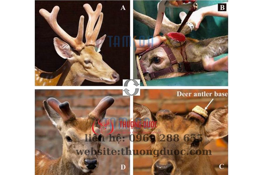 Cắt nhung hươu có đau không? Hướng dẫn cắt nhung hươu ít đau