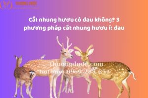 Cắt Nhung Hươu Có Đau Không? 3 Phương Pháp Cắt Nhung Hươu Ít Đau
