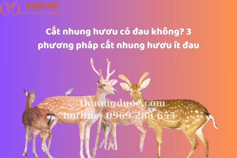 Cắt nhung hươu có đau không? 3 phương pháp cắt nhung hươu