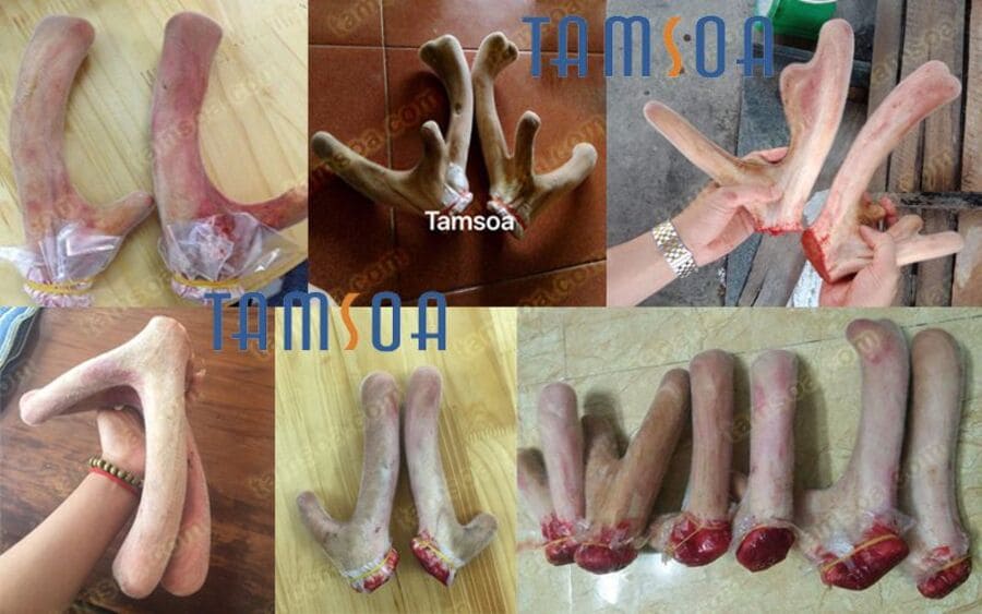 Giá nhung hươu 2024 mới nhất