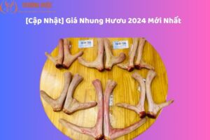 [Cập Nhật] Giá Nhung Hươu 2024 Mới Nhất