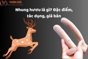 Nhung Hươu Là Gì? Đặc Điểm, Tác Dụng, Giá Bán