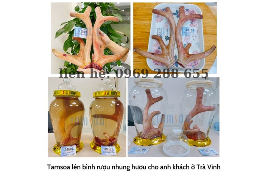 Nhung hươu ngâm rượu bao lâu thì uống được? Giải đáp chi tiết