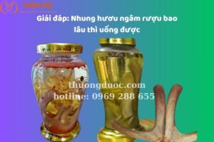 Giải Đáp: Nhung Hươu Ngâm Rượu Bao Lâu Thì Uống Được?