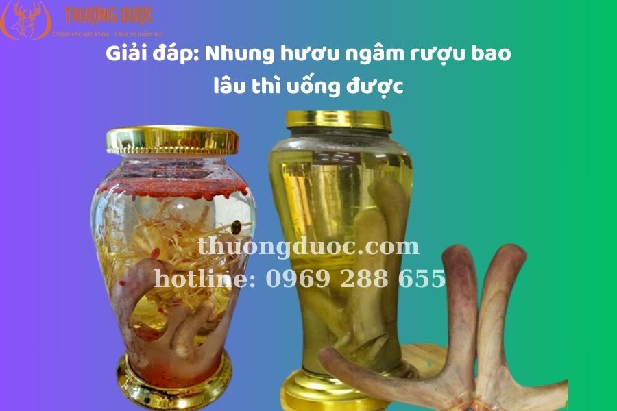 Giải đáp: Nhung hươu ngâm rượu bao lâu thì uống được