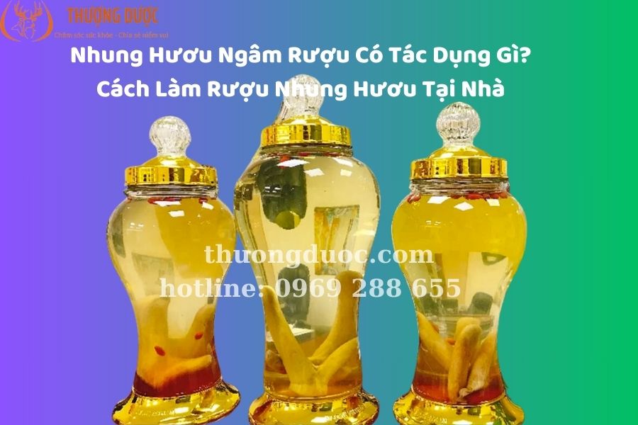 Nhung hươu ngâm rượu có tác dụng gì? Cách làm nhung hươu ngâm rượu siêu đơn giản