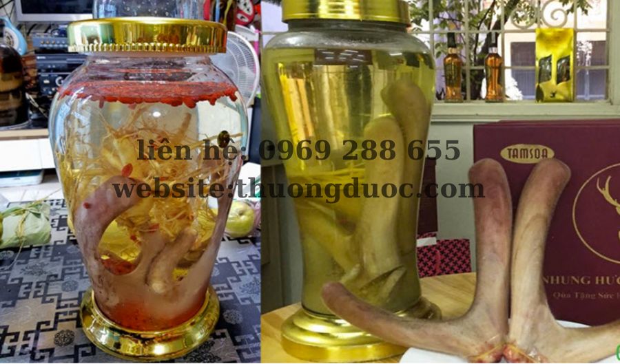 Nhung hươu ngâm rượu với gì? Lưu ý khi thực hiện