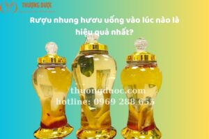 Rượu Nhung Hươu Uống Vào Lúc Nào Là Hiệu Quả Nhất?