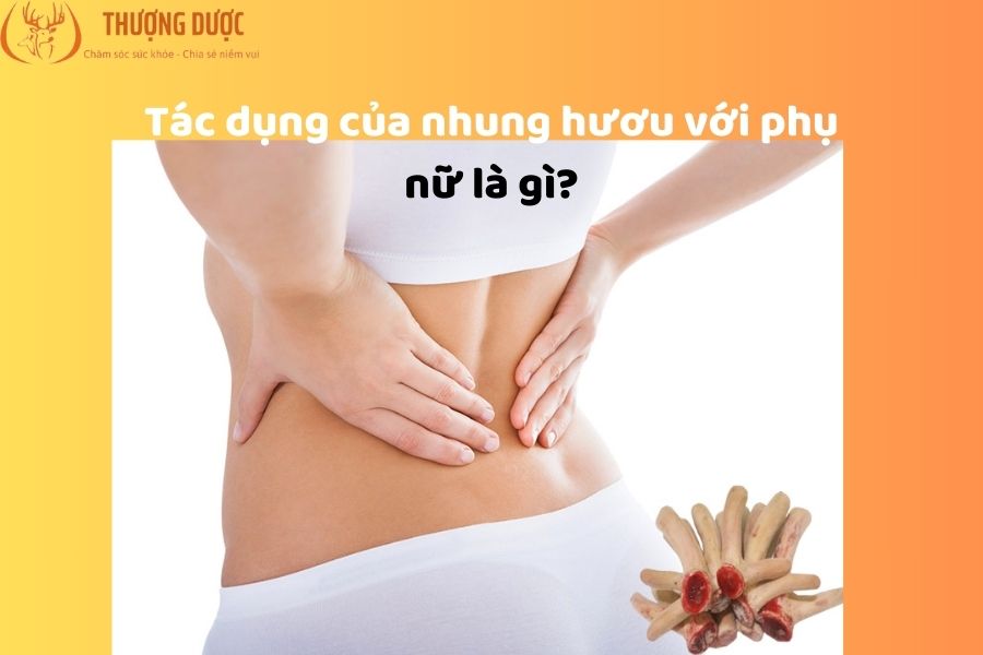 Tác dụng của nhung hươu với phụ nữ là gì?