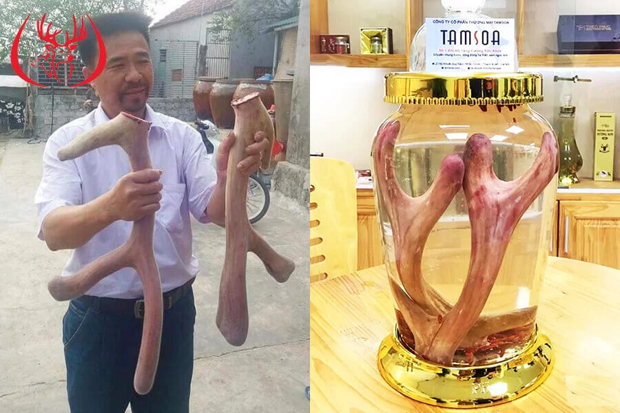 Uống nhung hươu ngâm mật ong bao lâu thì béo? Tác dụng của nhung hươu ngâm mật ong
