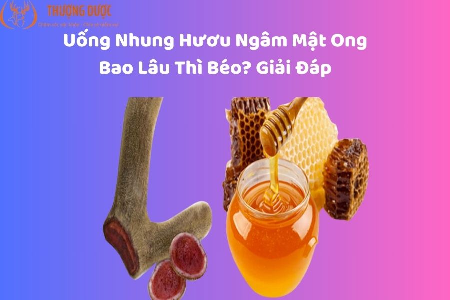 Uống nhung hươu ngâm mật ong bao lâu thì béo? Giải đáp