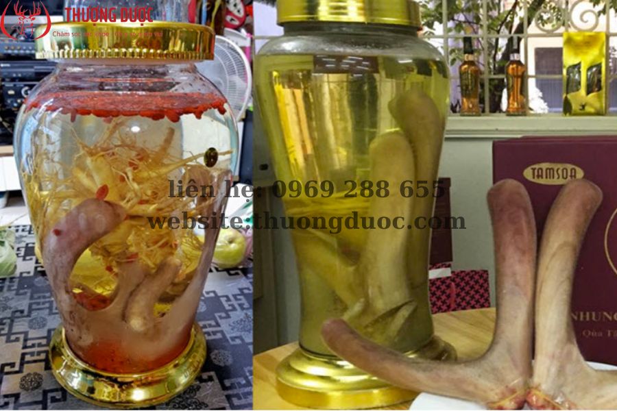 Hướng dẫn cách ngâm rượu nhung hươu tươi