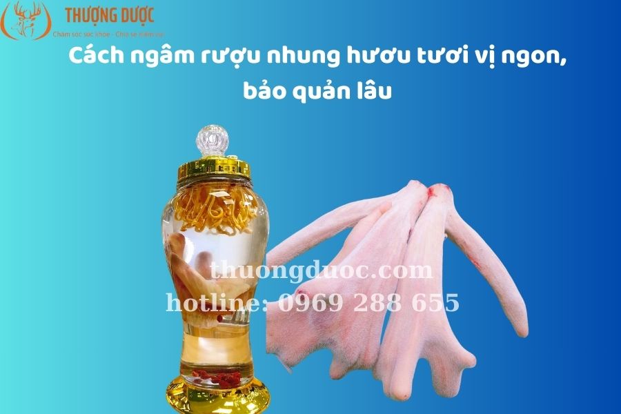 Cách ngâm rượu nhung hươu tươi vị ngon, bảo quản lâu