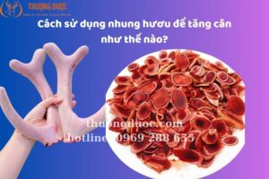 Cách sử dụng nhung hươu để tăng cân như thế nào?