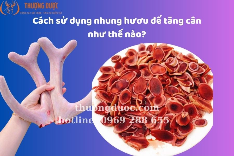 Cách sử dụng nhung hươu để tăng cân thế nào? Cách sử dụng nhung hươu để tăng cân như thế nào?