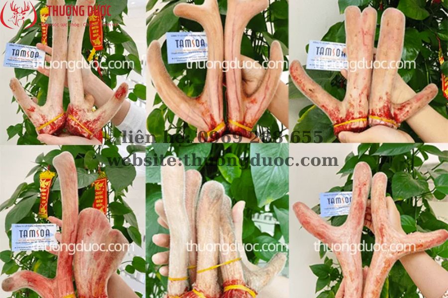 Update giá bán nhung hươu tươi