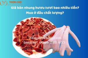 Giá bán nhung hươu tươi bao nhiêu tiền? Mua ở đâu chất lượng?