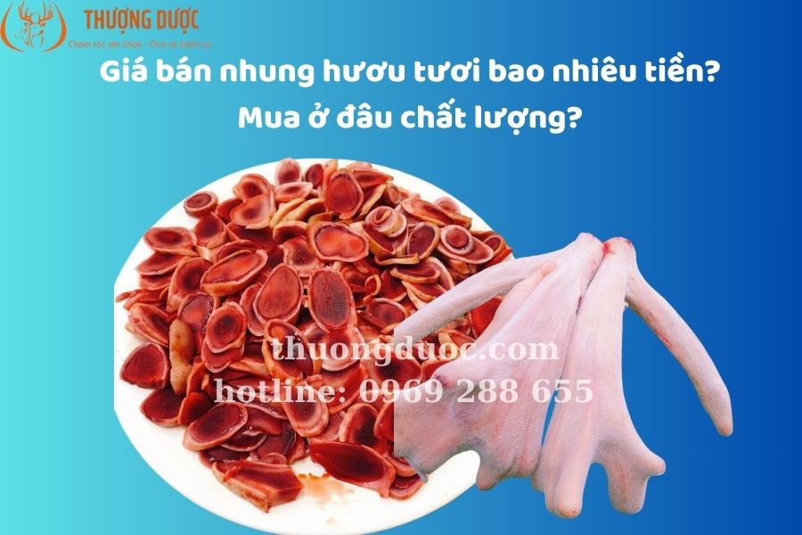 Giá bán nhung hươu tươi bao nhiêu tiền? Mua ở đâu chất lượng?