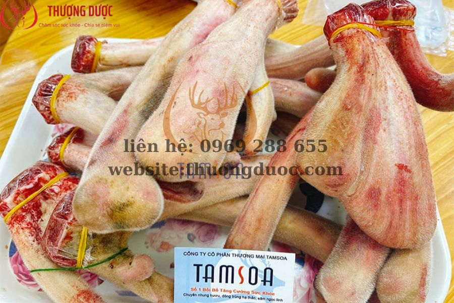 Giá nhung hươu tươi hiện nay tại Thượng Dược Tamsoa