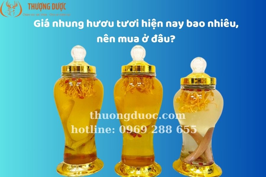 Giá nhung hươu tươi hiện nay mới nhất