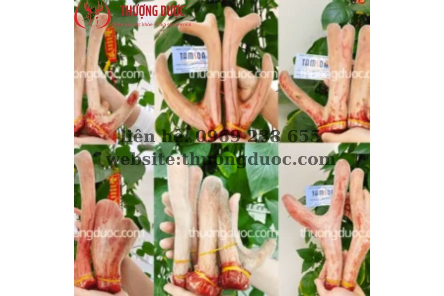 Mua nhung hươu tươi ở đâu? Giá nhung hươu