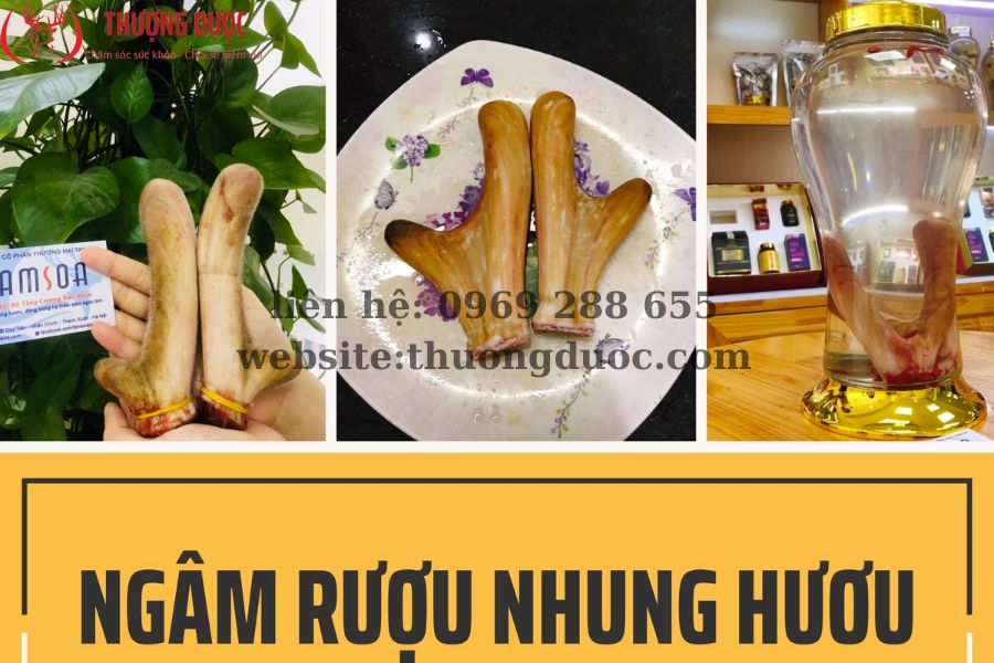 Mua nhung hươu tươi ở đâu? Hướng dẫn bảo quản