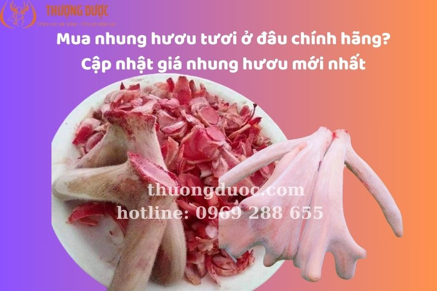 Mua nhung hươu tươi ở đâu? Mẹo nhận biết nhung hươu giả
