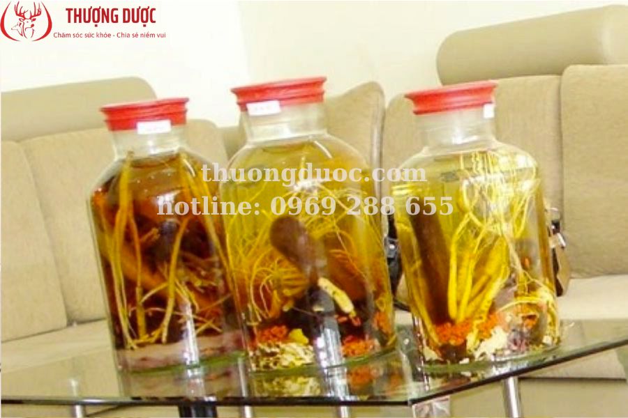 Nhung hươu ngâm rượu với thuốc bắc đại bổ