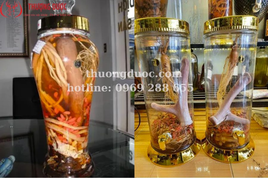 Nhung hươu ngâm rượu với thuốc bắc cải thiện sức khoẻ