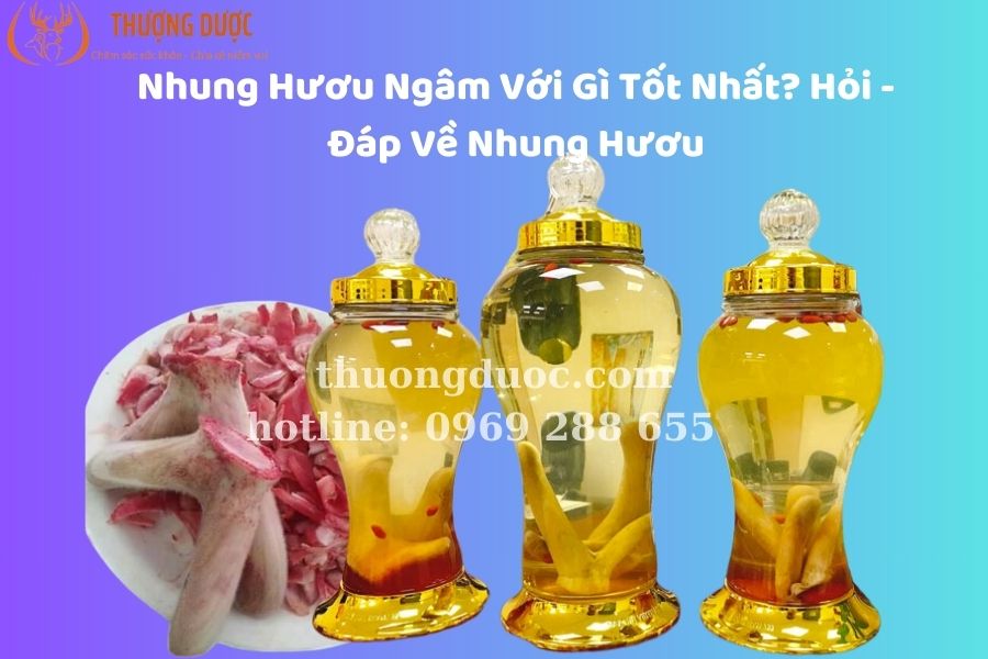 Nhung hươu ngâm với gì tốt nhất? Mẹo bảo quản nhung hươu tươi, nhung hươu khô